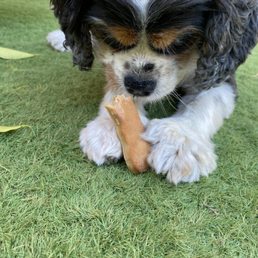 Housemade dog treats
