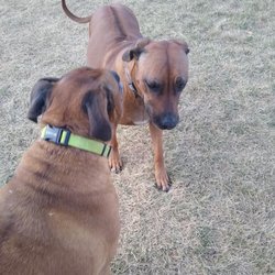 F & L Pet Resort - Community Play time, we socialize your pet safely!