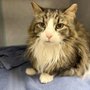 Photo of Purr-Sonal Care Cat Clinic
