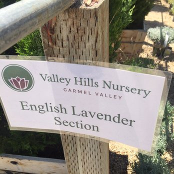 Valley Hills Nursery - sign for english lavender section - Nurseries & Gardening Near Me - Carmel, California Valley Hills Nursery - sign for english lavender section - Nurseries & Gardening Near Me - Carmel, California