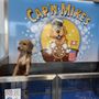 Photo of Cap'n Mike's Self Service Dog Bath