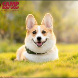 Camp Bow Wow - Diablo Valley - Welcome to the Best Dog Boarding in Concord! #dog #boarding #daycare #grooming #pet #sitting #care #concord #martinez #best #top #clayton