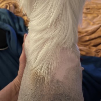 Neo Pet Spa - A huge chunk of hair cut in the crest , a llace that should not b cut at all - Pet Groomers Near Me - Miami, Florida
