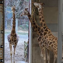 Edinburgh Zoo