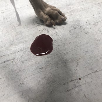 The Pooch Pad - Pet Sitting Near Me - Houston, Texas
