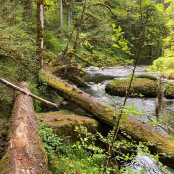 Abiqua Falls Trailhead - Trail on top of log, over rock to next log - Hiking Near Me Abiqua Falls Trailhead - Trail on top of log, over rock to next log - Hiking Near Me
