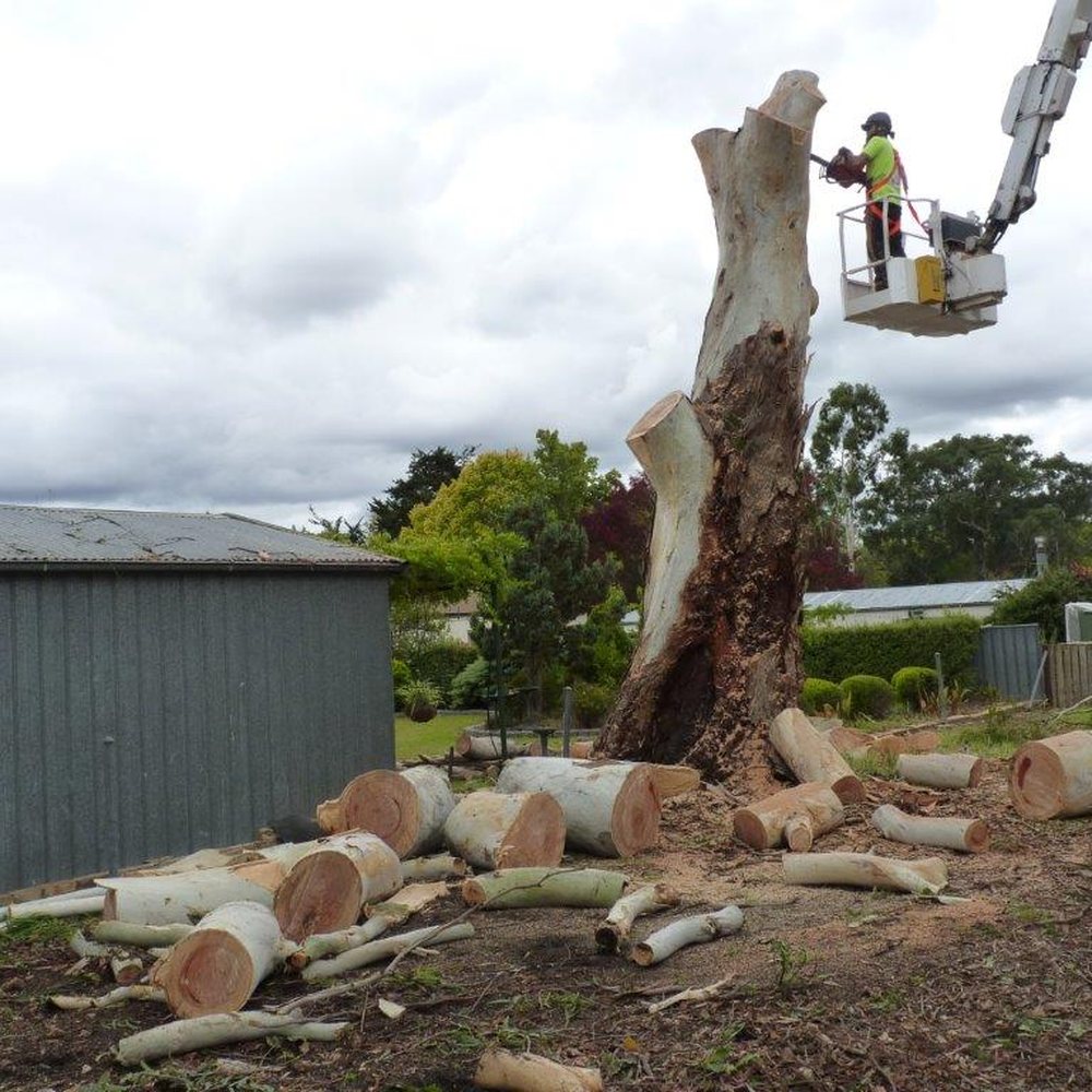 THE BEST 10 TREE SERVICES near 26 ADELAIDE RD, 22, MOUNT BARKER SOUTH  AUSTRALIA 5251, AUSTRALIA - Updated 2025 - Hours - Yelp, image size:1000x1000