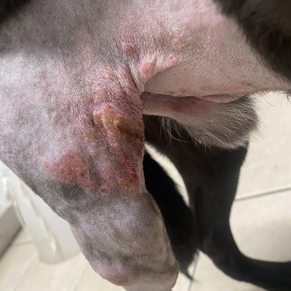 Dr. Rivera - Sores from cast - Veterinarians Near Me - Tijuana, BCN Dr. Rivera - Sores from cast - Veterinarians Near Me - Tijuana, BCN