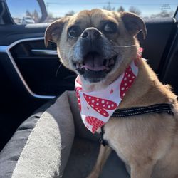 Fur Babies Pet Salon