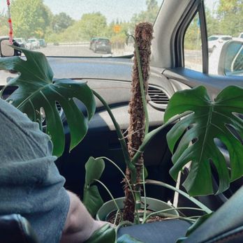 Riza Plants - Repotted monstera with new moss pole - Botanical Gardens Near Me - Napa, California Riza Plants - Repotted monstera with new moss pole - Botanical Gardens Near Me - Napa, California