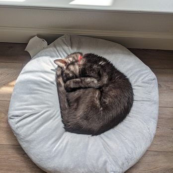 Carolyn's Mobile Cat Grooming - Cozy and clean an hour later. - Pet Groomers Near Me