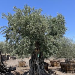 Olives Unlimited