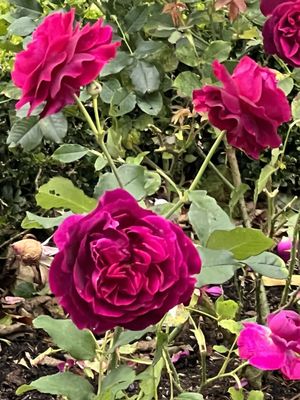 El Zarape Restaurant by null