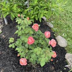 Lowe's Home Improvement - My rose bush