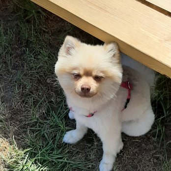 Shear Pawfection - After Pawperfection enjoying the outdoors. - Pet Groomers Near Me Shear Pawfection - After Pawperfection enjoying the outdoors. - Pet Groomers Near Me