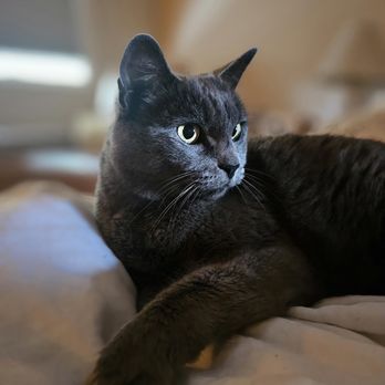 At Your Pet Service - Pet Sitting Near Me At Your Pet Service - Pet Sitting Near Me