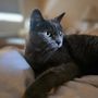 Photo of At Your Pet Service