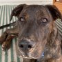 Thunderhawk Canine