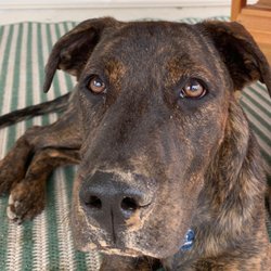 Thunderhawk Canine