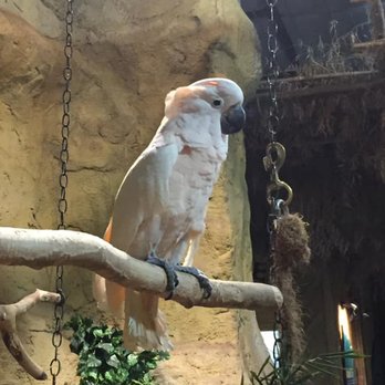 Rainforest Adventures - A bird that whistled and said, "Hey pretty girl." - Zoos Near Me - Sevierville, Tennessee Rainforest Adventures - A bird that whistled and said, "Hey pretty girl." - Zoos Near Me - Sevierville, Tennessee