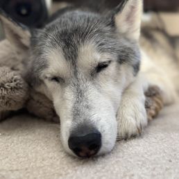 Our sweet Maui.. Our sweet Maui..