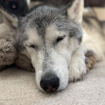 Tranquil Tails - Our sweet Maui.. - Veterinarians Near Me Tranquil Tails - Our sweet Maui.. - Veterinarians Near Me