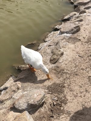 Licon's Dairy Azaderos by null