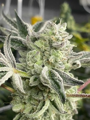 MOTA - Medicine Of The Angels by null