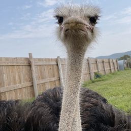 Ostrich
