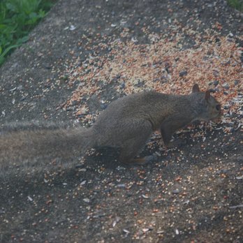 Kirklevington Park - Kirklevington wildlife Squirrel - Parks Near Me - Lexington, Kentucky Kirklevington Park - Kirklevington wildlife Squirrel - Parks Near Me - Lexington, Kentucky