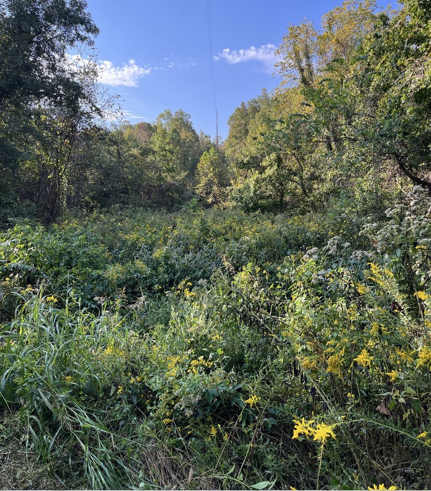 EXTREME BUSH HOG & SKIDSTEER LAND CLEARING Updated August 2024