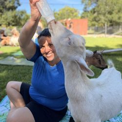 Feeds the goats