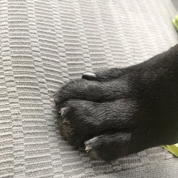 Petco - back nails cut SO short, they should never be this short. - Pet Stores Near Me - Burlington, Massachusetts Petco - back nails cut SO short, they should never be this short. - Pet Stores Near Me - Burlington, Massachusetts