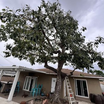 M & J Tree Service - After - Tree Services Near Me