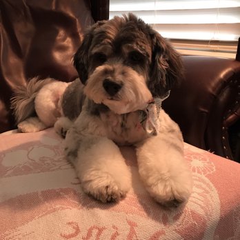 Pawsitively Purrfect - Prin after a fresh groom at Pawistively Purrfect - Pet Groomers Near Me - Nashville, Tennessee Pawsitively Purrfect - Prin after a fresh groom at Pawistively Purrfect - Pet Groomers Near Me - Nashville, Tennessee