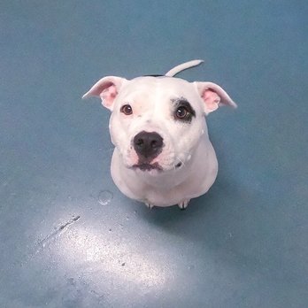 24 Hour Dog Daycare - Our pup Dori at 24 hour DDC - Pet Boarding Near Me - Escondido, California 24 Hour Dog Daycare - Our pup Dori at 24 hour DDC - Pet Boarding Near Me - Escondido, California
