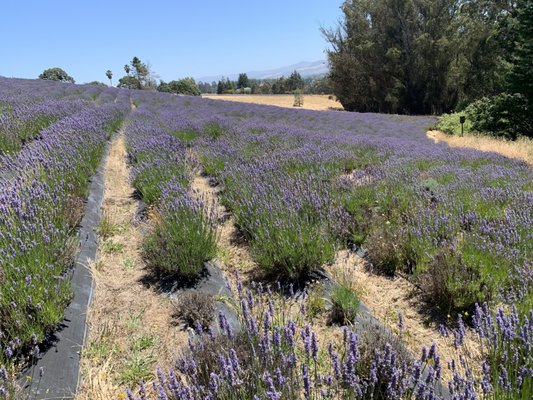 Monte-Bellaria di California by null