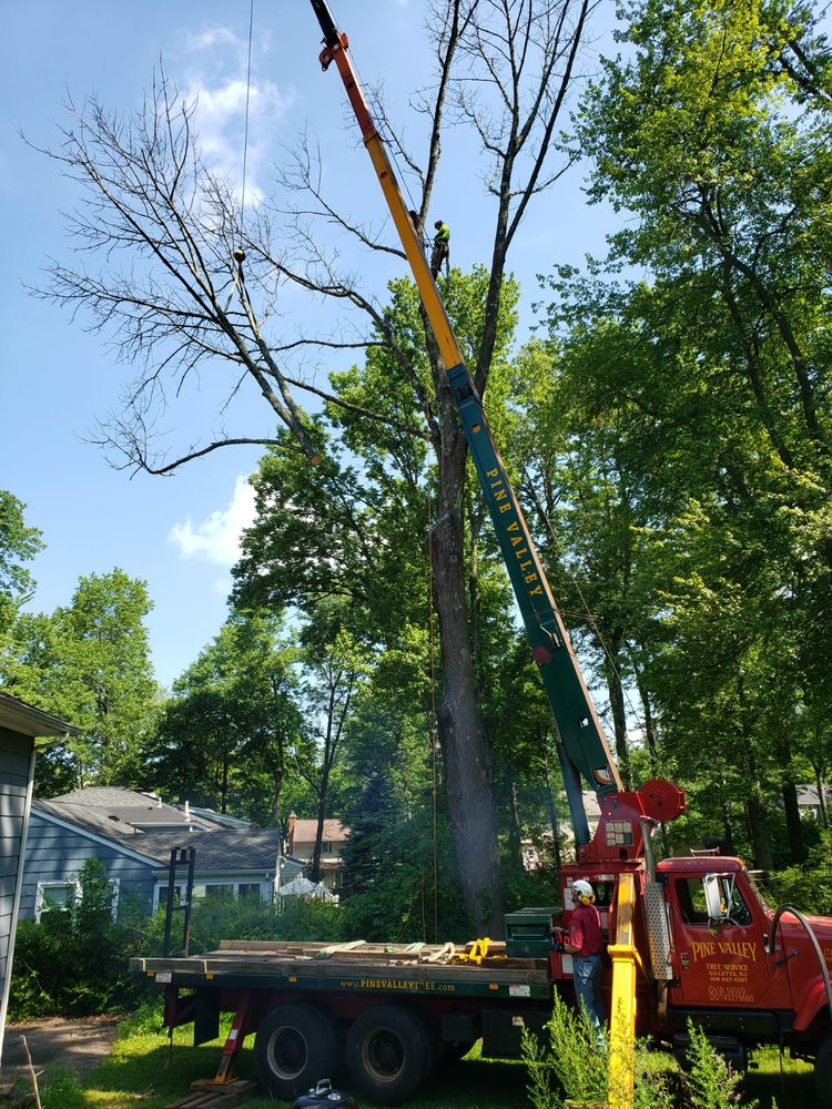 PINE VALLEY TREE SERVICE Updated July 2024 14 Photos 795