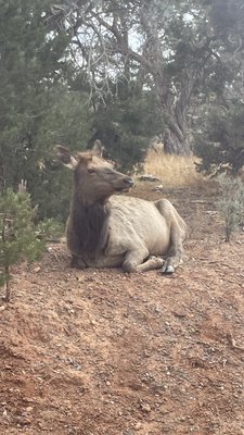 Ooh Aah Point by null