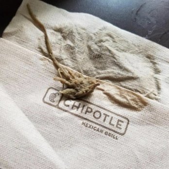 Chipotle Mexican Grill - This was in my guacamole!! I was told that it was apart of the core in the avocado. It looks very much like a rodent!! - Mexican Near Me - Wyncote, Pennsylvania Chipotle Mexican Grill - This was in my guacamole!! I was told that it was apart of the core in the avocado. It looks very much like a rodent!! - Mexican Near Me - Wyncote, Pennsylvania