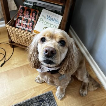 Happiness Grooming - Daisy - Pet Groomers Near Me - Van Nuys, California