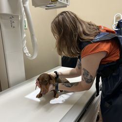 Plantation Animal Clinic