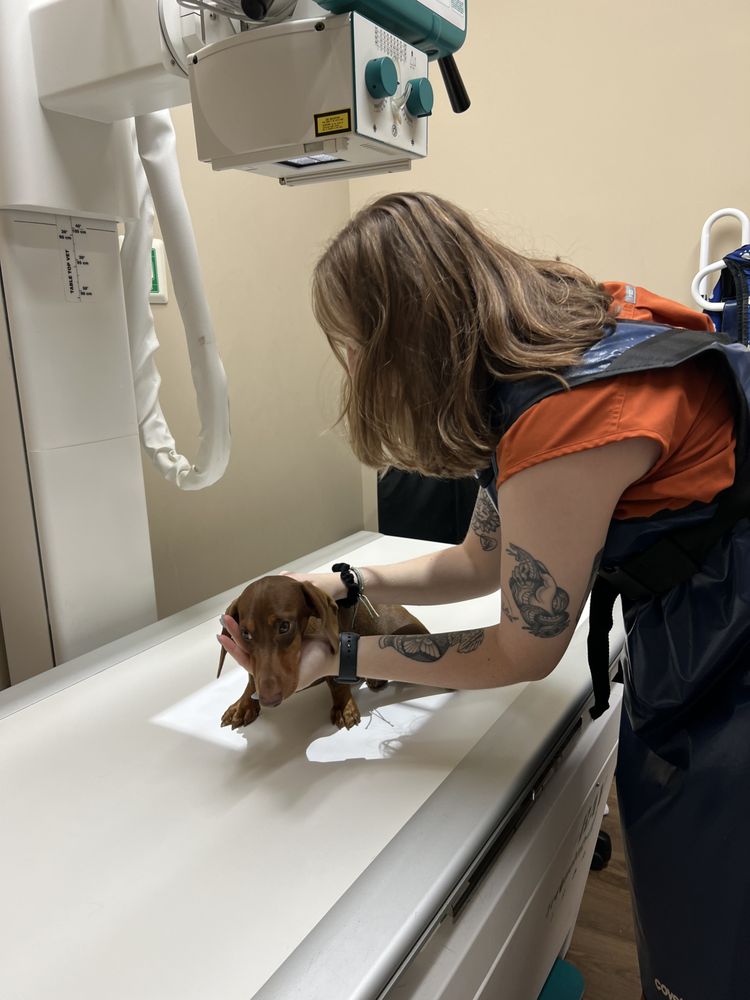 Plantation Animal Clinic - pet boarding facility in Matthews, NC
