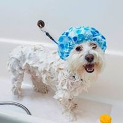 Canine Country Club - Enjoying my bath