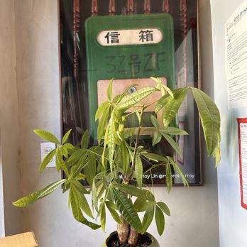 Yun Hai Shop - Money tree at the front - International Grocery Near Me - Brooklyn, New York Yun Hai Shop - Money tree at the front - International Grocery Near Me - Brooklyn, New York