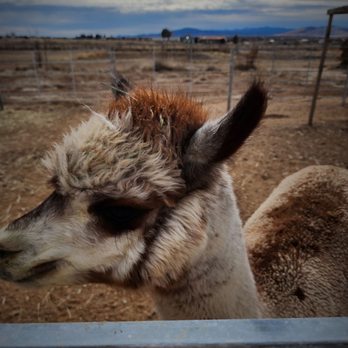 Plum Creek Alpacas - Attraction Farms Near Me - Bradfordsville, Kentucky