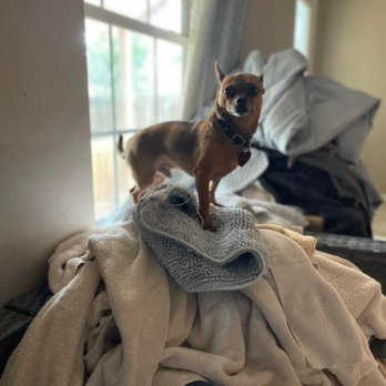 Lakeside Doggie Lounge - Manny helping with laundry at LDL... - Pet Boarding Near Me - Magnolia, Texas Lakeside Doggie Lounge - Manny helping with laundry at LDL... - Pet Boarding Near Me - Magnolia, Texas