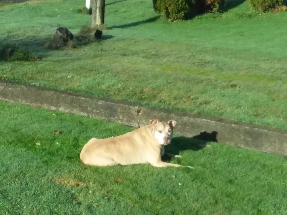 TILLAMOOK VETERINARY HOSPITAL Veterinarians 1095 Main Ave N, Tillamook, OR Phone Number Yelp