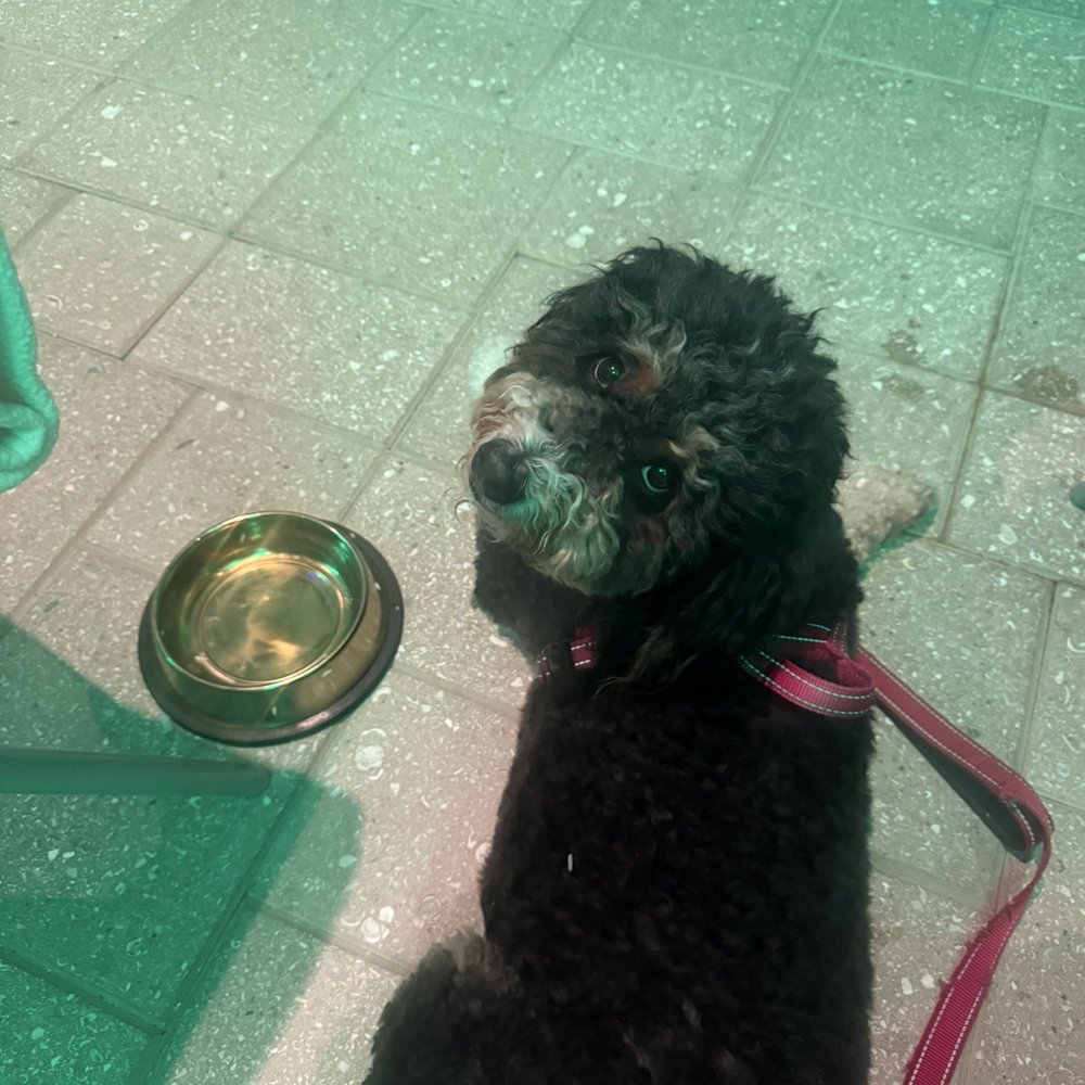 Lantern's Edge - Ate all her food ! - Breakfast & Brunch Near Me - Dana Point, California Lantern's Edge - Ate all her food ! - Breakfast & Brunch Near Me - Dana Point, California