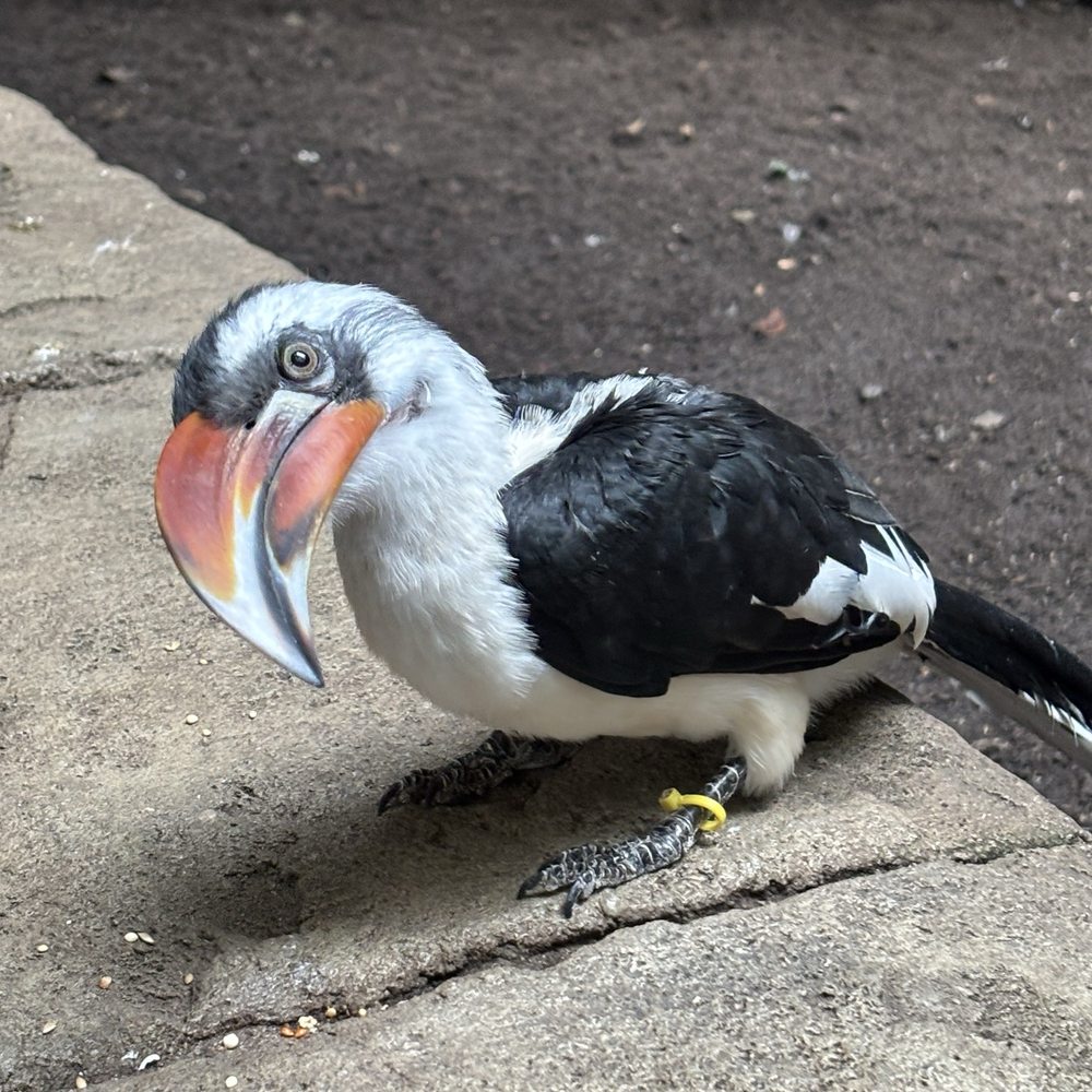 Bird Kingdom - Zoos Near Me - Niagara Falls, Ontario Bird Kingdom - Zoos Near Me - Niagara Falls, Ontario